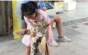 被虎咬伤女子家庭背景,勇敢面对虎咬重伤,家庭背景揭秘
