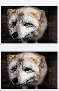 狐狸叫背景视频,探寻自然和谐之美